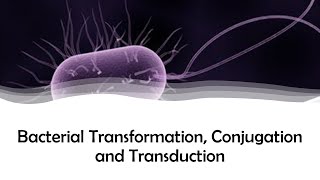 Bacterial Transformation Conjugation and Transduction [upl. by Mariken]