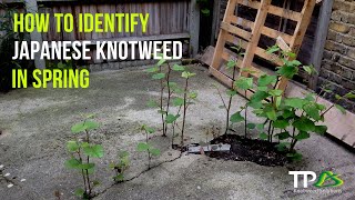 How To Identify Japanese Knotweed In The Spring [upl. by Anisor]