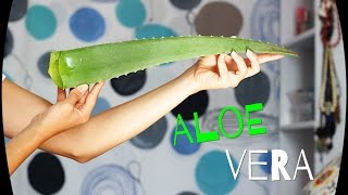 Mascarilla de aloe vera [upl. by Renaud820]