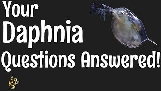 Daphnia Questions Answered [upl. by Murtha]