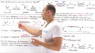 Deamination of Amino Acids [upl. by Anetta258]