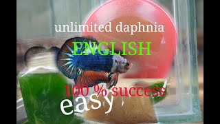 daphnia moina culture Easy way Unlimited production English  with sub Green water Chlorella [upl. by Marx]