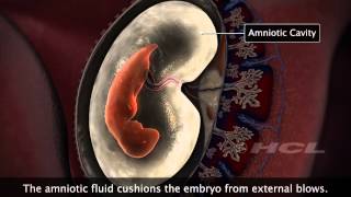 HCL Learning  Embryonic Development in Humans [upl. by Nauqahs588]