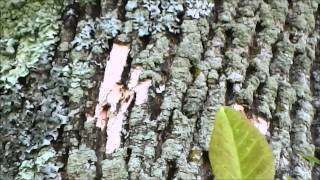 Signs of Emerald Ash Borer EAB damage [upl. by Norrag]