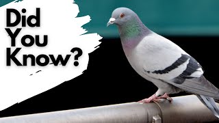 Things you need to know about FERAL PIGEONS [upl. by Nivag]