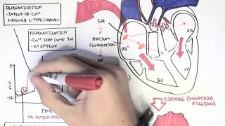 Cardiology  Relationship of conduction system ventricular contraction and ECG [upl. by Gaudet]