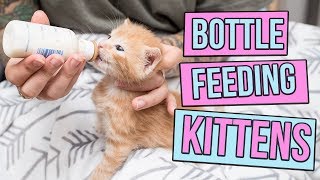 How to Safely Bottle Feed a Kitten [upl. by Eedrahs645]