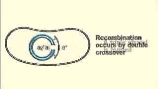 bacterial transformation [upl. by Burgess]