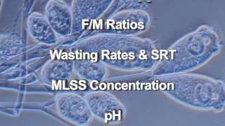 Wastewater Microbiology [upl. by Tnomyar]