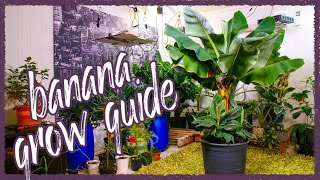 Grow Bananas Successfully Indoors Grow Guide [upl. by Erek]