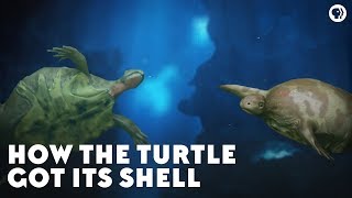 How the Turtle Got Its Shell [upl. by Isiah]