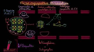 Microangiopathie thrombotique  Partie 1  Théorie  Docteur Synapse [upl. by Anaitak]