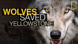 Wolves saved Yellowstone National Park  The Northern Range [upl. by Elyn513]