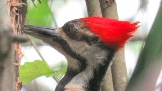 A Redbellied Woodpecker Overview [upl. by Abita]