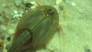 Triops longicaudatus [upl. by Ashlan]