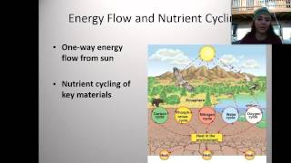 Food chains  Producer primary consumer secondary consumer tertiary consumer [upl. by Siusan]