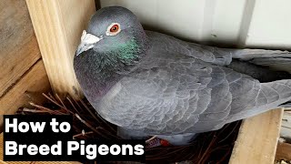 How to Breed Pigeons  Step by Step [upl. by Mikal832]