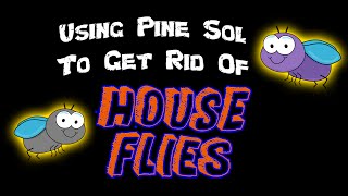 DIY  Using Pine Sol to Get Rid of House Flies [upl. by Ecadnac]