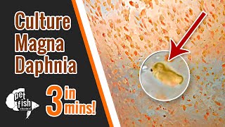 How to culture DAPHNIA MAGNA  The easy way [upl. by Ynaffets]