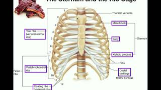 Anatomy  The Sternum Rib Cage amp Vertebrae [upl. by Leinoto]