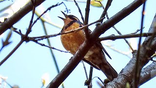 Varied Thrush Singing [upl. by Anirbys]