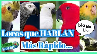 LOROS QUE HABLAN  5 Especies de Loros Que Aprenden hablar mas Rápido ESCUCHALOS [upl. by Nnagrom]