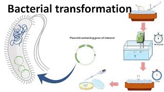 Bacterial transformation [upl. by Seagraves]