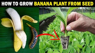 How to grow BANANA PLANT from SEED  Grow Banana tree from Seed at Home [upl. by Nicky]