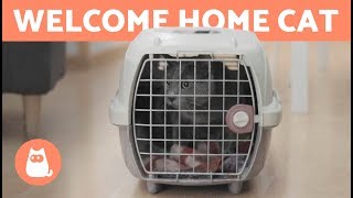 Welcome a CAT to Your HOME 🐱 🏠 How long does it take to adapt [upl. by Jorie862]