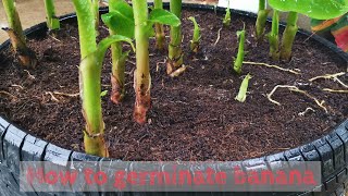 How to germinate banana simple at home [upl. by Rima]