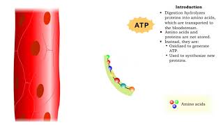 Protein catabolism  deamination [upl. by Rialcnis41]