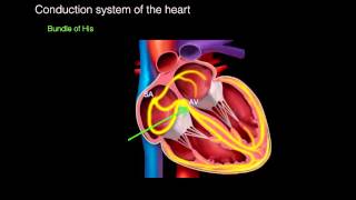 Conduction system of the heart [upl. by Finella]