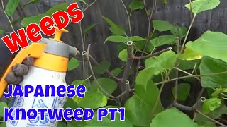 Treating Japanese Knotweed pt 1  Weeds [upl. by Mirilla]