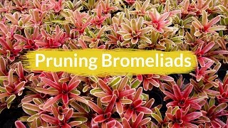 Pruning Bromeliads [upl. by Merth]