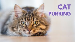 CAT PURRING  10 Hours  Soothing Sound Relax Study [upl. by Ppilihp]