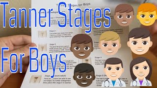 The Tanner stages Boy [upl. by Massab862]