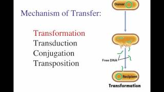 Acquisition of new DNA elements [upl. by Ahsina46]