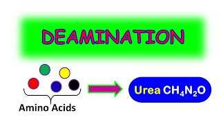 DEAMINATION MADE EASY [upl. by Lat]