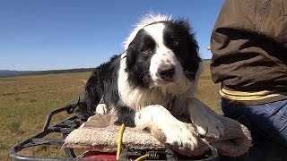 Working Dogs  Farm To Fork Wyoming [upl. by Herta474]