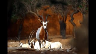 The ScimitarHorned Oryx Dama Gazelle amp Addax Made a Comeback  Exotic Wildlife Association [upl. by Fair]