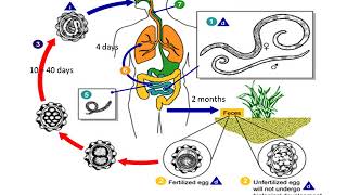 Ascaris Lumbricoides lecture [upl. by Haodnanehs]