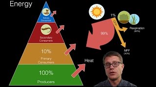 Energy Flow in Ecosystems [upl. by Maibach450]