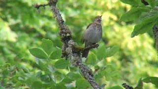 Swainsons Thrush song [upl. by Strang]