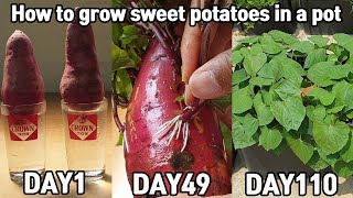 마트 고구마로 고구마모종 얻는 방법ㅣHow to grow sweet potatoes in a pot [upl. by Damle]