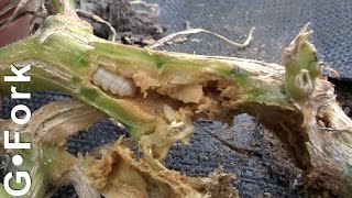 Squash Vine Borer Control amp Treatment 3  GardenFork [upl. by Treboh262]