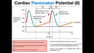 The Pacemaker Potential EXPLAINED [upl. by Annuhsal]