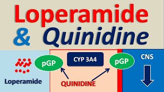 Loperamide and Quinidine  Drug interaction [upl. by Konrad]