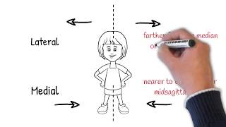 Anatomical directional terminology [upl. by Beera117]