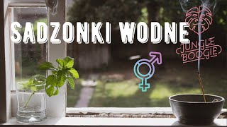 Jak rozmnażać rośliny w wodzie czyli sadzonki wodne [upl. by Octavia]