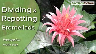 Dividing and RePotting Bromeliads [upl. by Mcmurry]